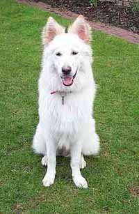 picture of a nice doggie