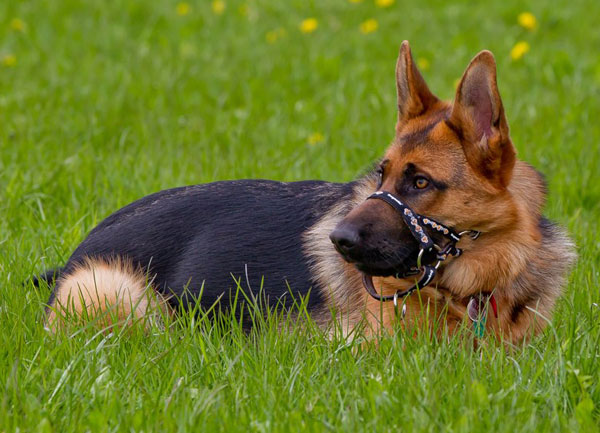 healthy fit german shepherd