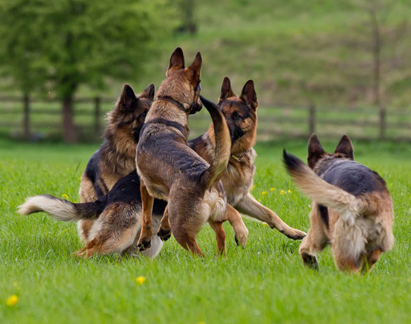 group of german shepherds playing