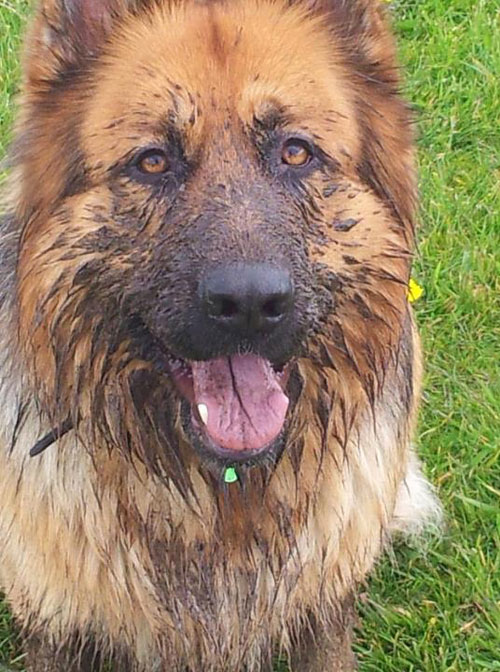 german shepherd with a very muddy dirty face