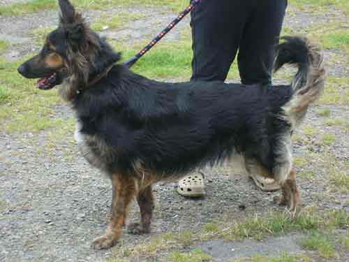 pippin the gsd collie cross