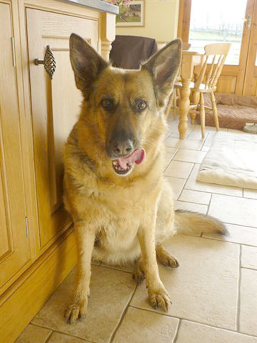 polly the gsd comforted her mum during difficult times