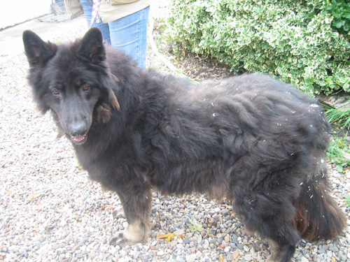 molly the dog dumped in the pound