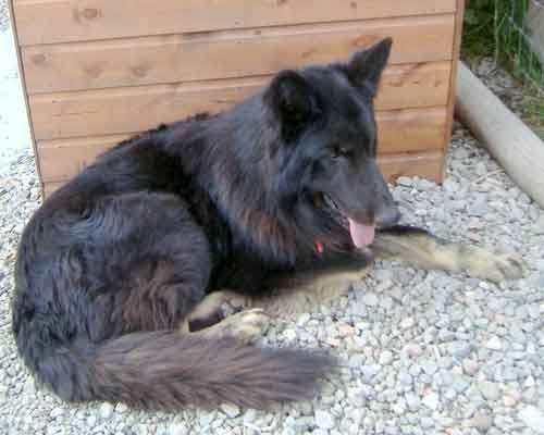 razor the german shepherd