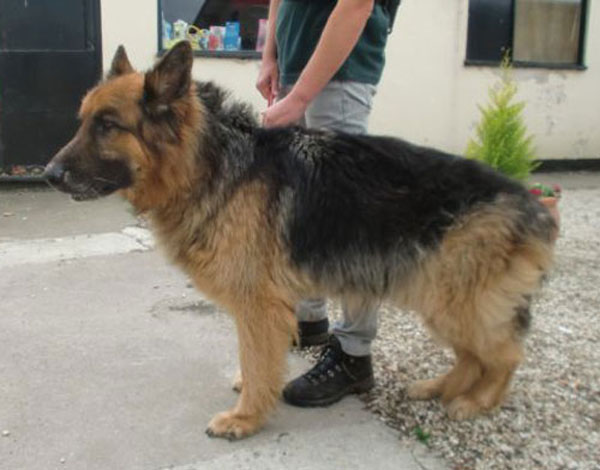 razz gsd abandoned at the pound