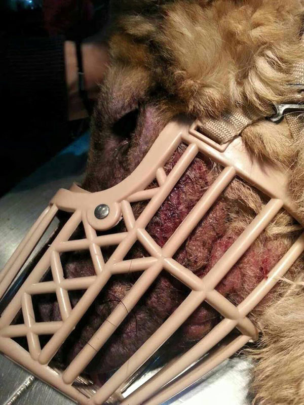 Rex the gsd cruelty case had scratched his face raw