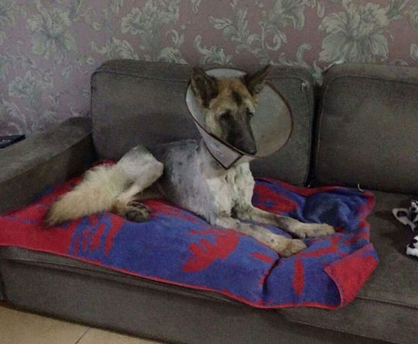 Rex loving his spot on the sofa