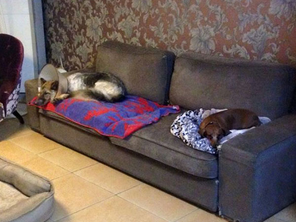 Rex and his doggy friend look like book ends at oppostie ends of the sofa