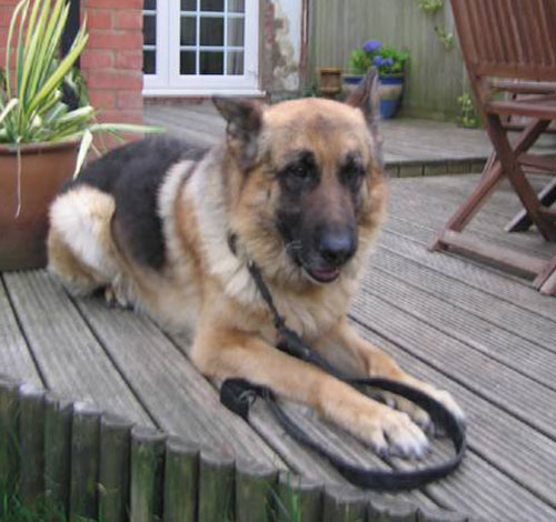 rex gsd