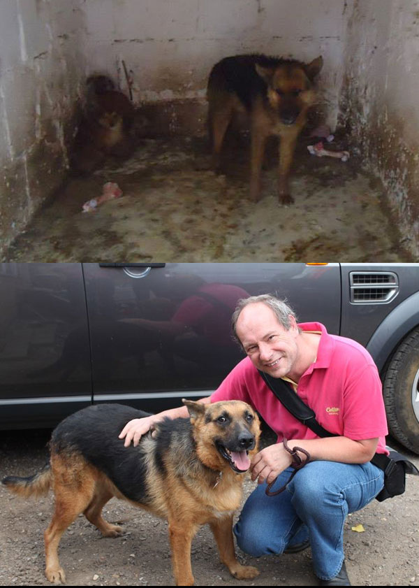 romanian gsd living in hell but now safe