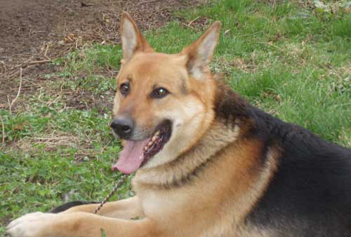 rocky the nine year old GSd at risk of being put to sleep