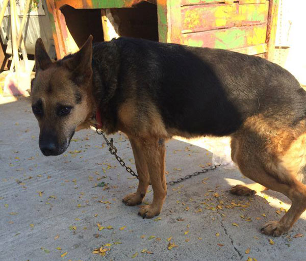 romanian german shepherd who was found unable to stand up