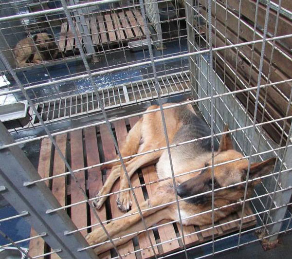 romanian stray german shepherd confined to s small cage with a bad shoulder injury