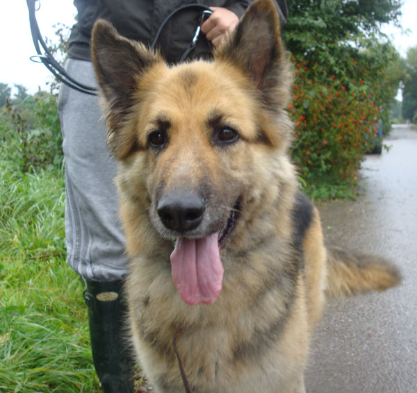 My Dog Bit Someone On My Property Uk My Dog Bit Someone On My Property Uk
