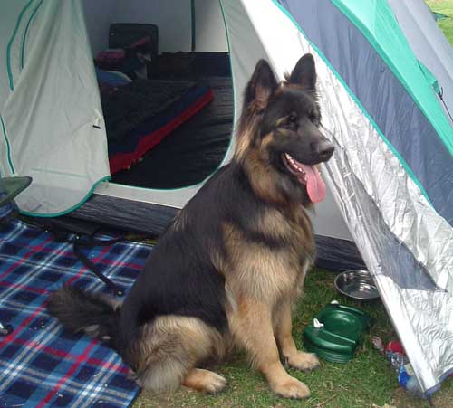samson on his first camping trip