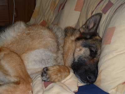 sally the GSD dog tired