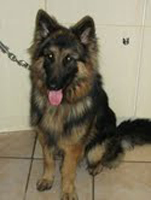 sam young long coat gsd