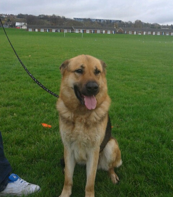 saxon handome gsd looking for a new home