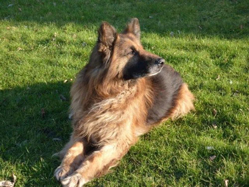 shadow long haired gsd