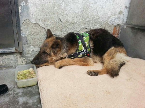 cruelty case gsd who has shut down and bneeds help