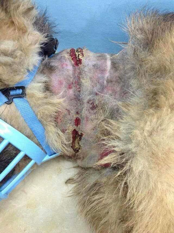 rex the german shepherd has deep cuts to his neck and throat