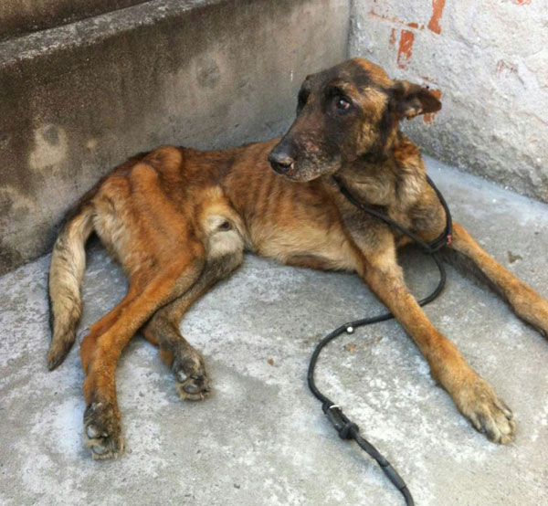 cruelty to a german shepherd called ted in china