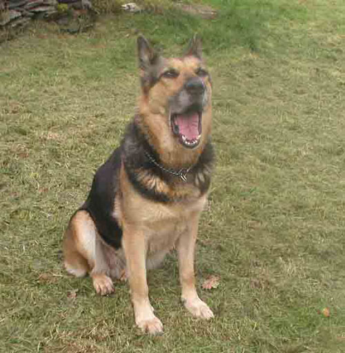 sheba