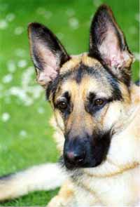 picture of a nice doggie