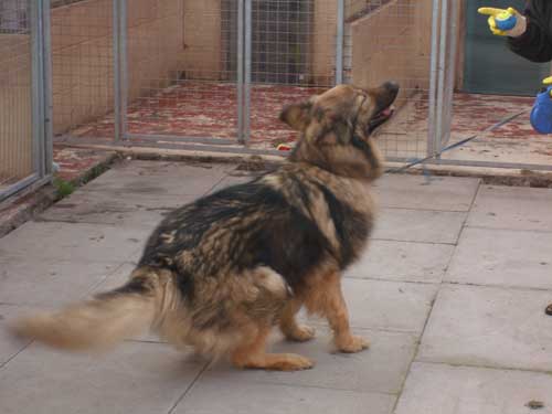 simba playing with the kennel staff