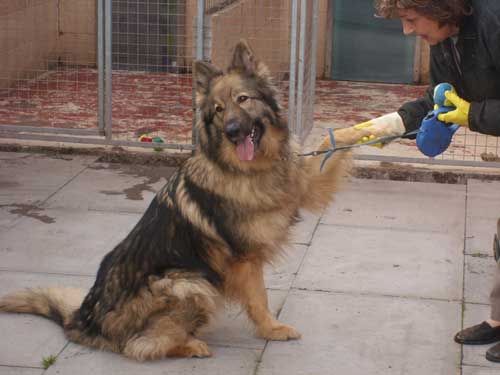 simba the unwanted gsd