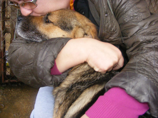 smiley gsd cross getting a cuddle of his rescuer