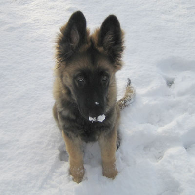 puppy enjoying the snow