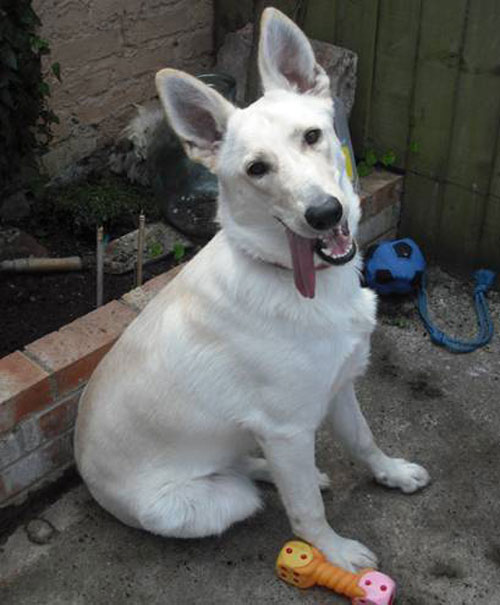 sookie white german shepherd