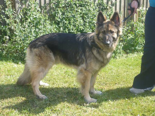southern gsd