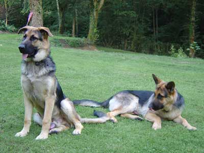 splodger and doger the GSd brothers