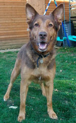 starbuck the gsd cross