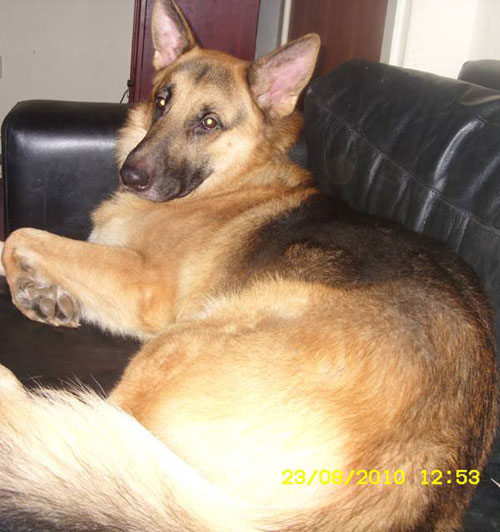 sully gsd on the sofa