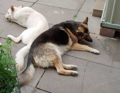 Tara and Kai the gsd's eating their bones