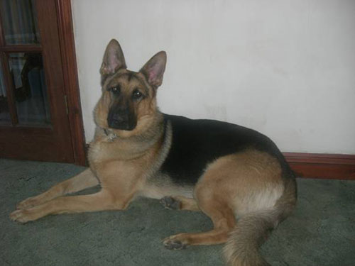 taro gsd