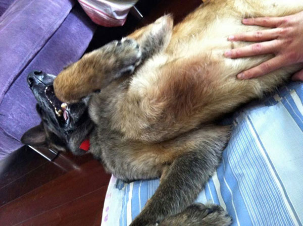 A belly rub for Ted  - now that's a real treat