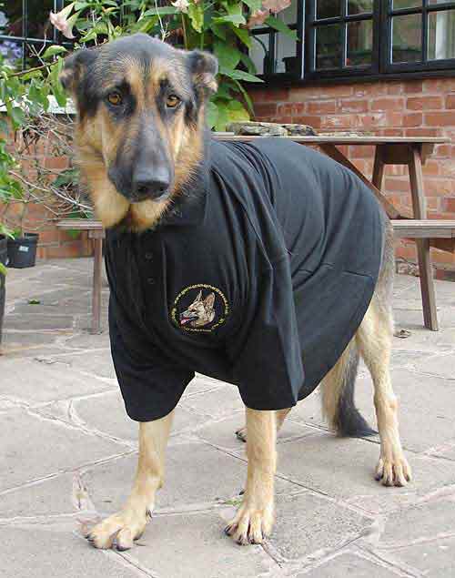 ted the gsd in a t shirt