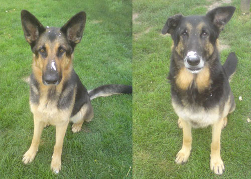 ted and woody the gsd's eating fresg cream