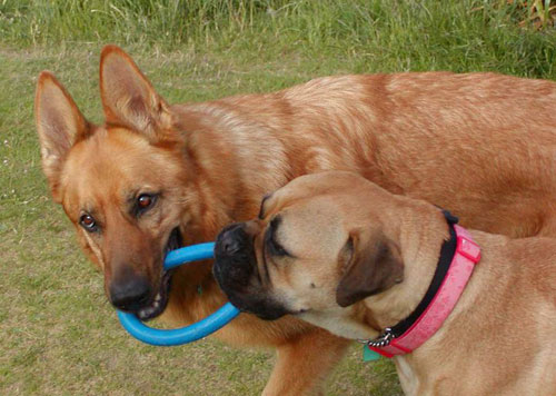 tilly the gsd and her mastiff friend