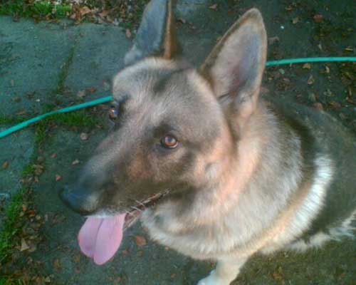 TJ the 6 yearl old GSD