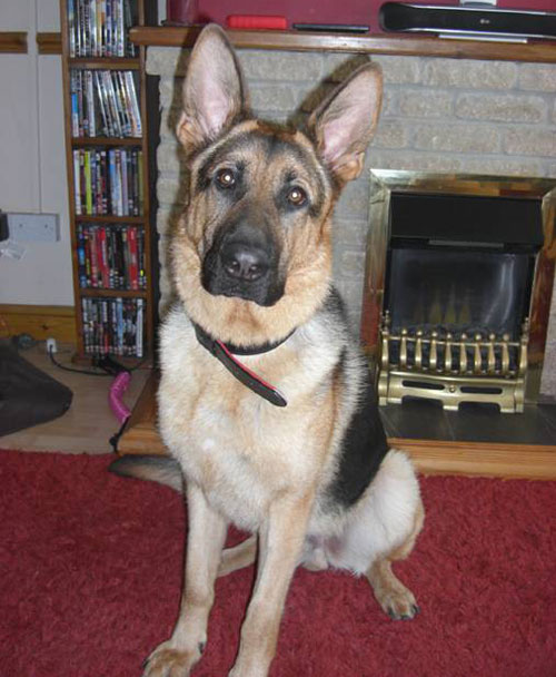 toddy big gentle giant of a gsd