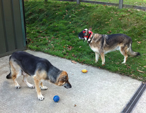 mack the gsd looking at his friend wearing his optivizor