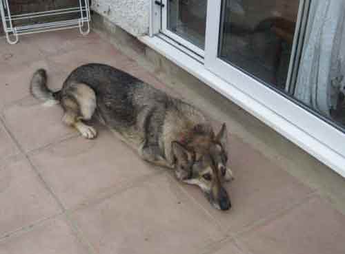 tommy the nervous GSD