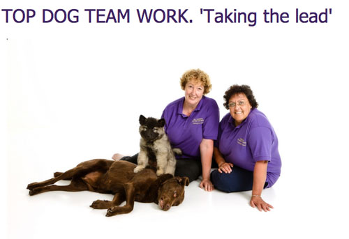 top dog team work