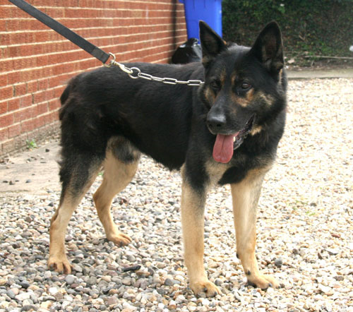 tye gsd