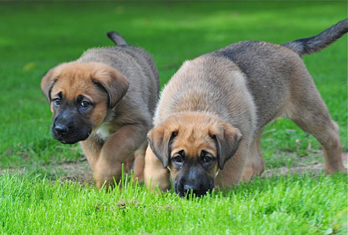tyra's puppies